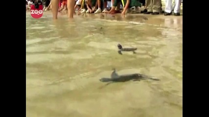 Baby Sea Turtles Released 