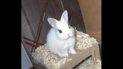 Моето зайченце бяло