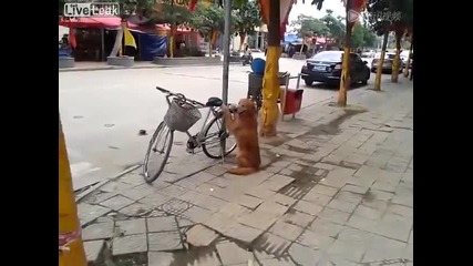 умно куче ))))