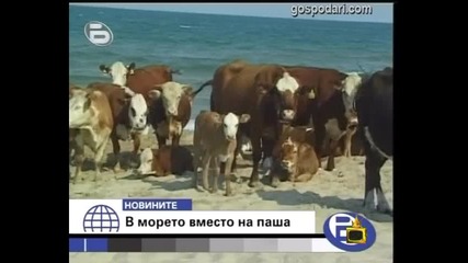 Крави на море