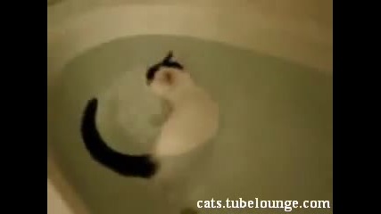 Cute Cat Swimming 