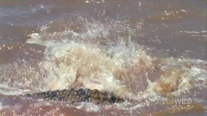 Крокодили нападат мигриращо стадо в реката