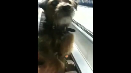 Смях - Куче на ескалатор 