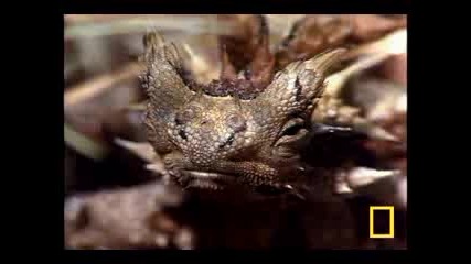 Thorny Devil