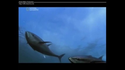 Най - Смъртоносните Животни:беловърха Акула