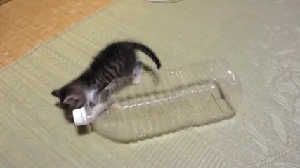 Котка си играе с пластмасова бутилка
