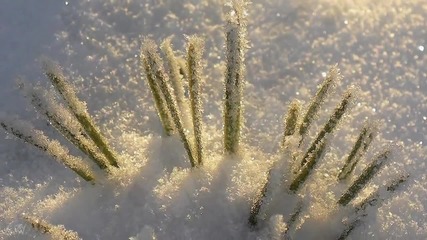 Secret Garden - Frozen flowers