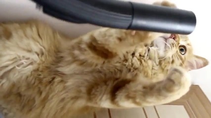 котка си играе с прахосмукачка (смях)