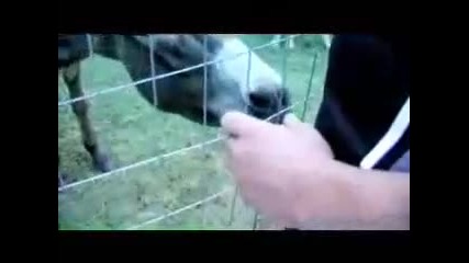 Jeff hardy zoo