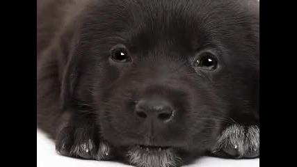 Куче Айдъл -