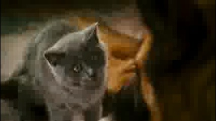 Cat And Dogs 2 The Revenge Of Kitty Galore - Official Trailer 