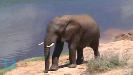 Elephant Poaching Hotspots Identified