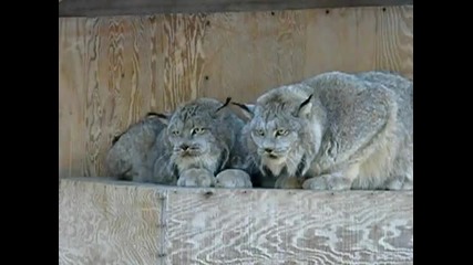 Nature present - Angry lynx