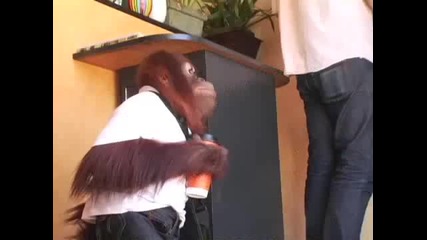 Маймуна в обществото! :d