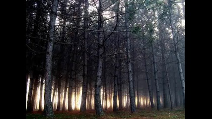 Константин Диков - Forest run (reason 5)