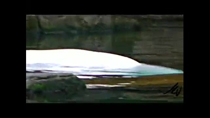 Китовете Beluga на Ванкувър Аквариум имат бебета 
