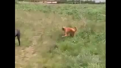 Куче което обича да танцува