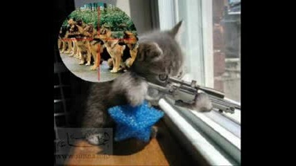 Смешни Котки 1