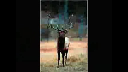 Majestic Elk (wapiti).