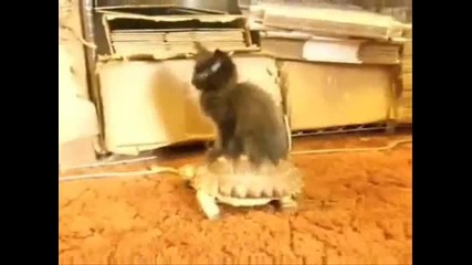 Котка се вози на костенурка ;дд