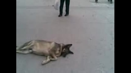 Кучешкият живот във Варна!
