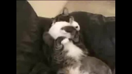 Котка Гушка Малки Зайци