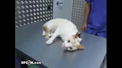 Ето как да деактивираме котка