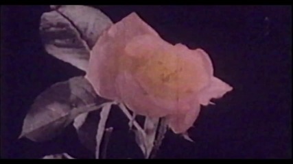 Zella Day - Sweet Ophelia