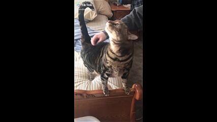 Y2mate.is - The Funniest Cat Videos on the Internet ??-0xqkkshov58-480p-165612396657
