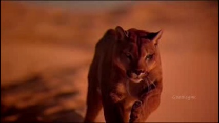 Desert Deja Vu (instrumental Arabic Music)
