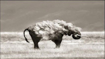 Pan-pot & Pascal Mollin - The Elephant (pig & Dan Remix)