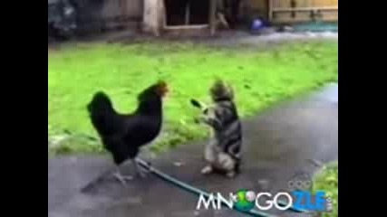 Компилация луди котки smqhhhhh