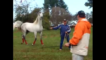 horse