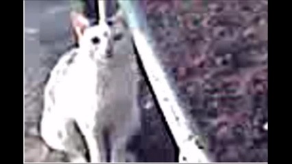 Vip Cat Episode 6 screen captures 
