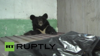 Russia: Bear cub caught in residential area of Russia's Far East