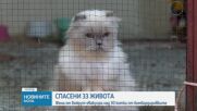 Жена от Бейрут евакуира над 30 котки от бомбардировките