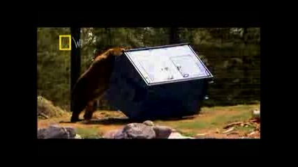 Bear Power