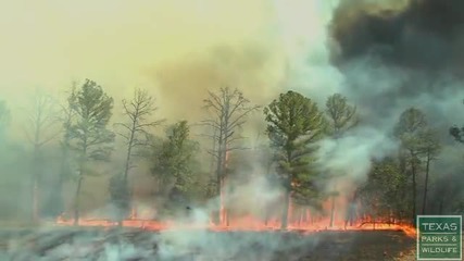 Вижте колко бързо се разраства горският пожар