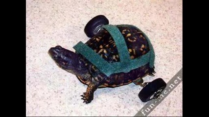 Funny animals