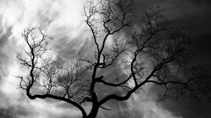 Forestmuse - Old Ways