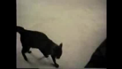 Crazy Cat - Part 2 