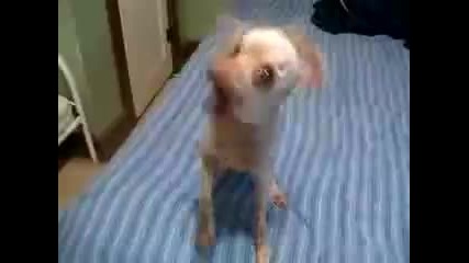 Невероятно Джаз изпълнение на Куче