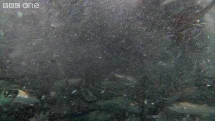 Bait Ball Feast - - The Great Feast - 