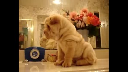 Shar - Pei Puppy Baby