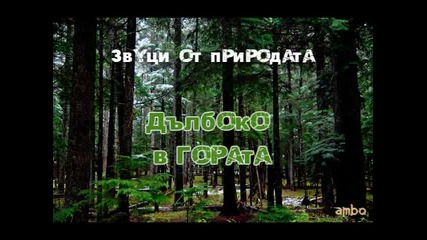 Звуци от природата - Дълбоко в гората 