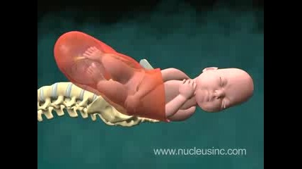 3d Анимация - Как се раждат бебетата
