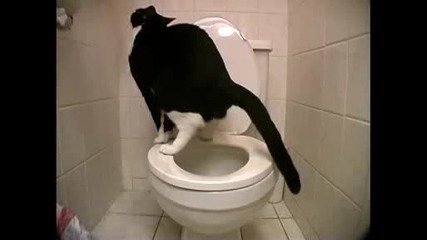 Котка ходи по голяма нужда в тоалетната и пада в нея ( Смях )