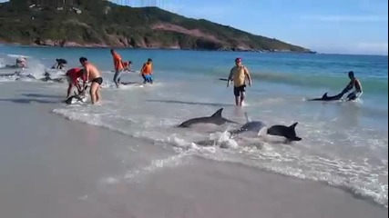 Хора помагат на делфини да се върнат обратно в морето.