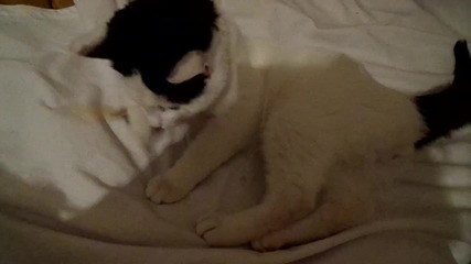 котенце