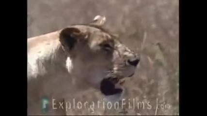 Lions On hunting 